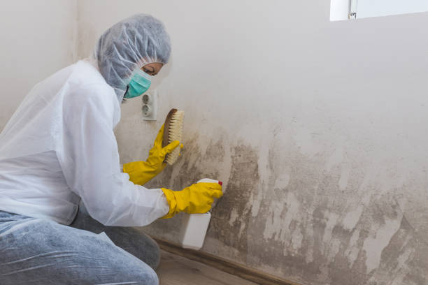 Best Local Mold Removal Service  in Chevy Chase, MD