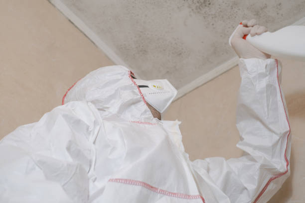 Best Affordable Mold Removal  in Chevy Chase, MD