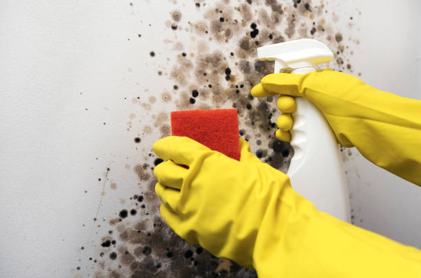 Mold Testing and Removal in Chevy Chase, MD