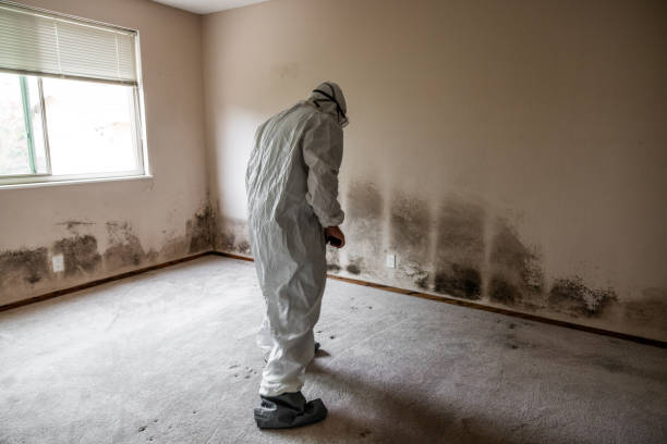 Best Mold Removal Company Near Me  in Chevy Chase, MD