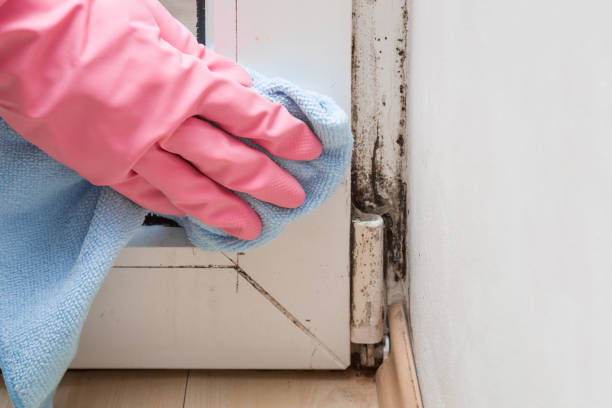  Chevy Chase, MD Mold Removal Pros